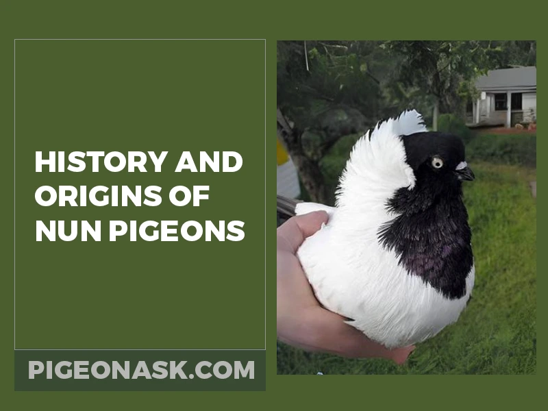 History and Origins of Nun Pigeons