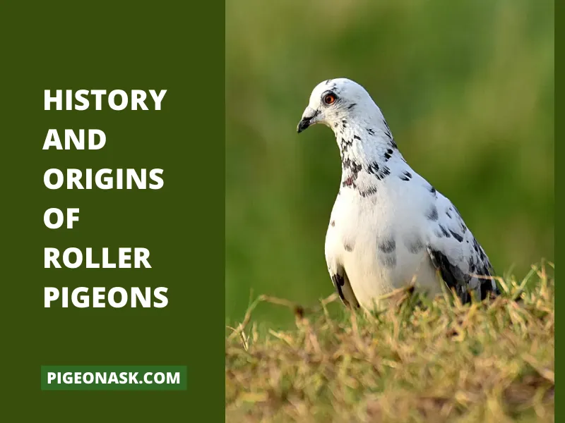 History and Origins of Roller Pigeons