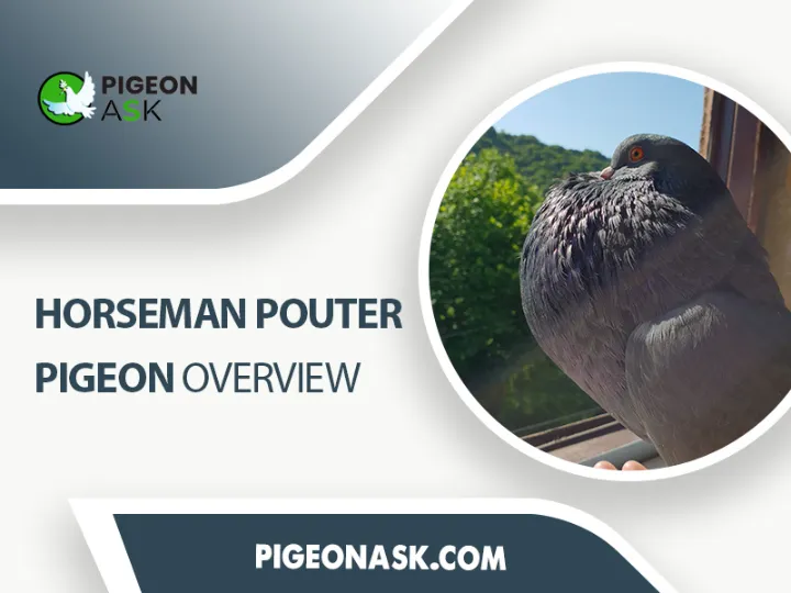 Horseman Pouter Pigeon Overview