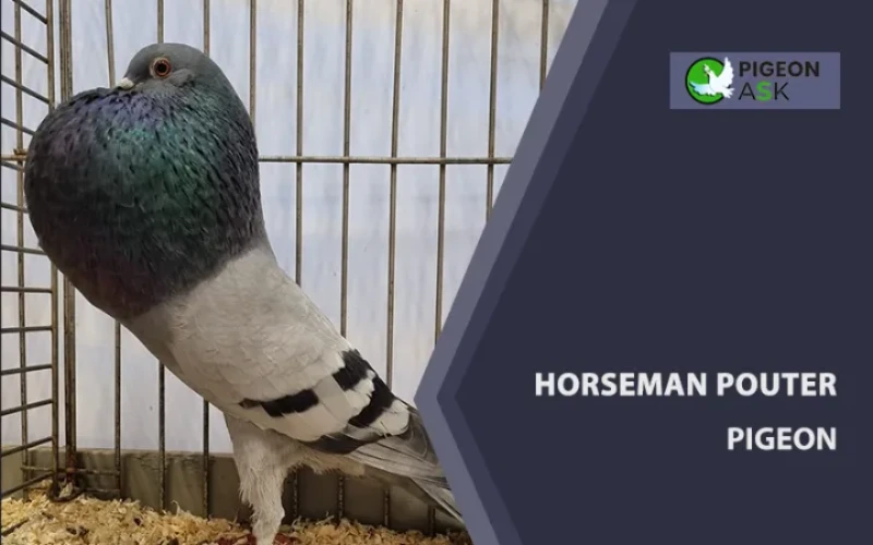 Horseman Pouter Pigeon - Pigeon Ask