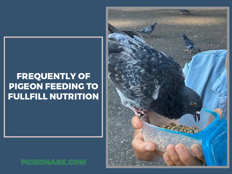 How Frequently Do Pigeons Need to Feed to Meet Their Nutritional Needs