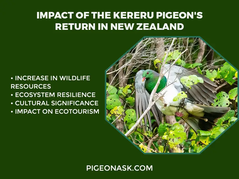 Impact of the Kereru Pigeons Return in New Zealand