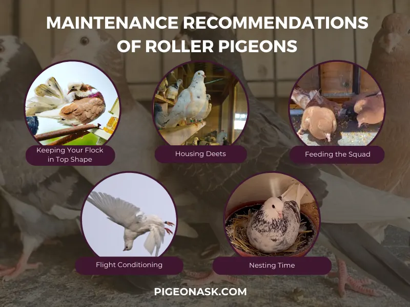 Maintenance Recommendations of Roller Pigeon