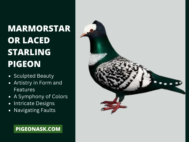 Marmorstar or Laced Starling Pigeon