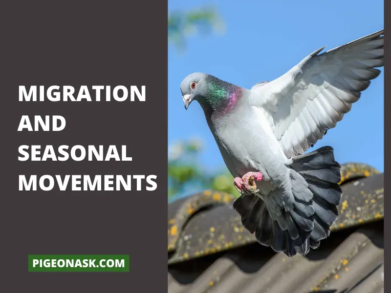 Migration and Seasonal Movements