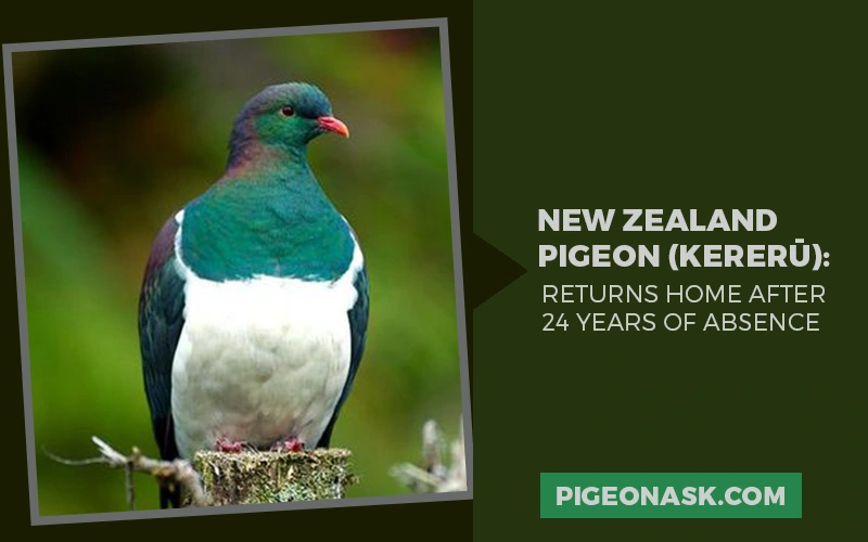 New Zealand Pigeon (Kererū) Returns Home After 24 Years of Absence