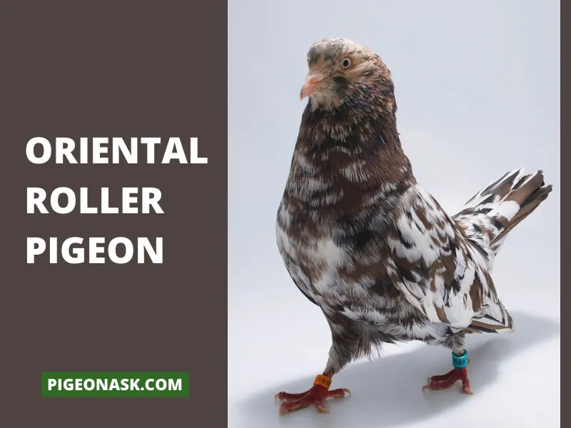 Oriental Roller Pigeon