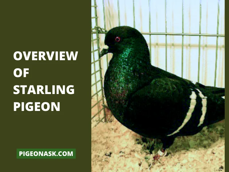 Overview Of Starling Pigeon