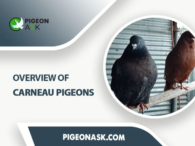 Overview of Carneau Pigeons