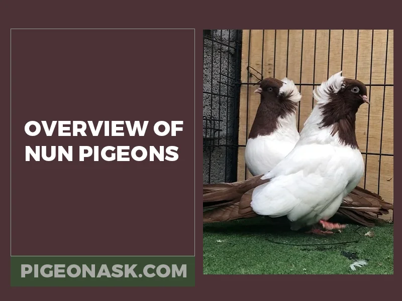 Overview of Nun Pigeons