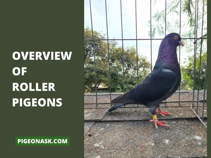 Overview of Roller Pigeons