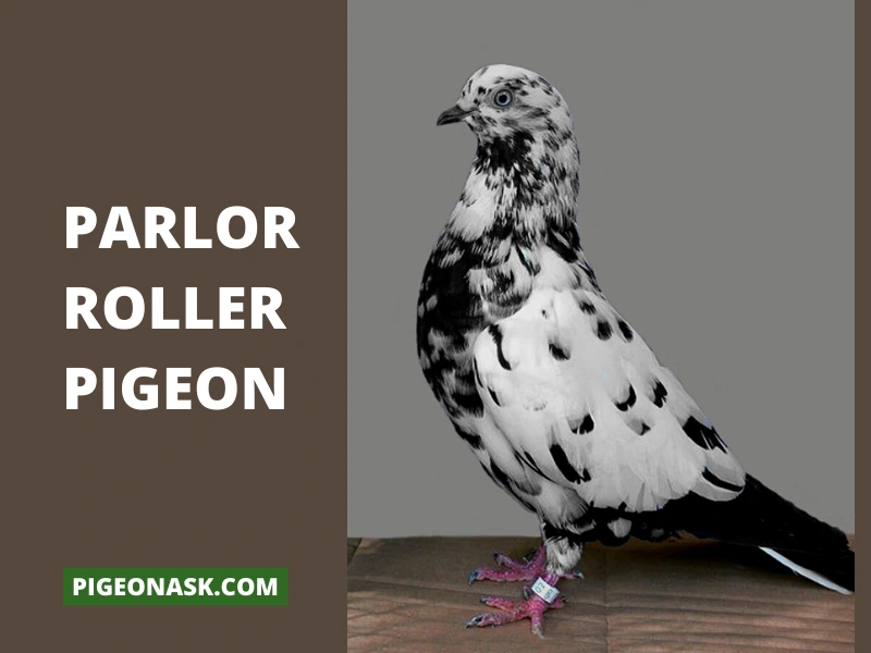 Parlor Roller Pigeon