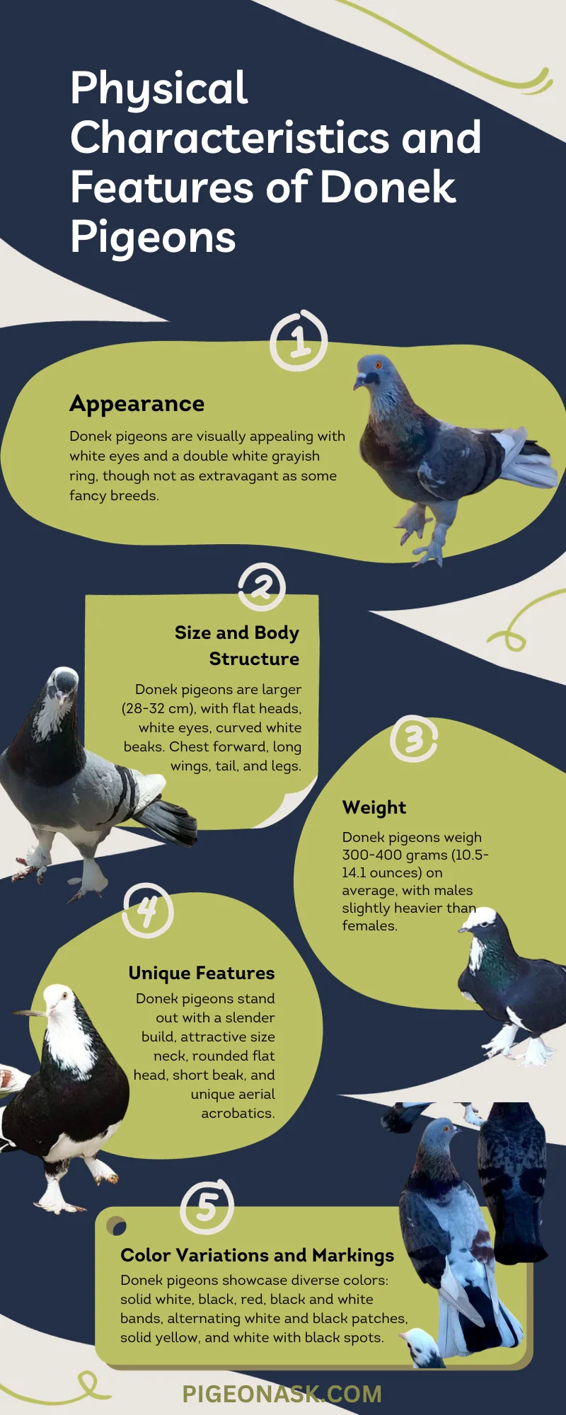 Physical Characteristics and Features of Donek Pigeons