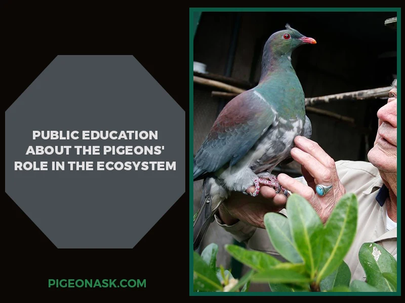 Public Education About the Pigeons_ Role in the Ecosystem