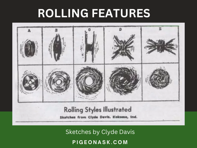 Rolling Features Of Roller Pigeons