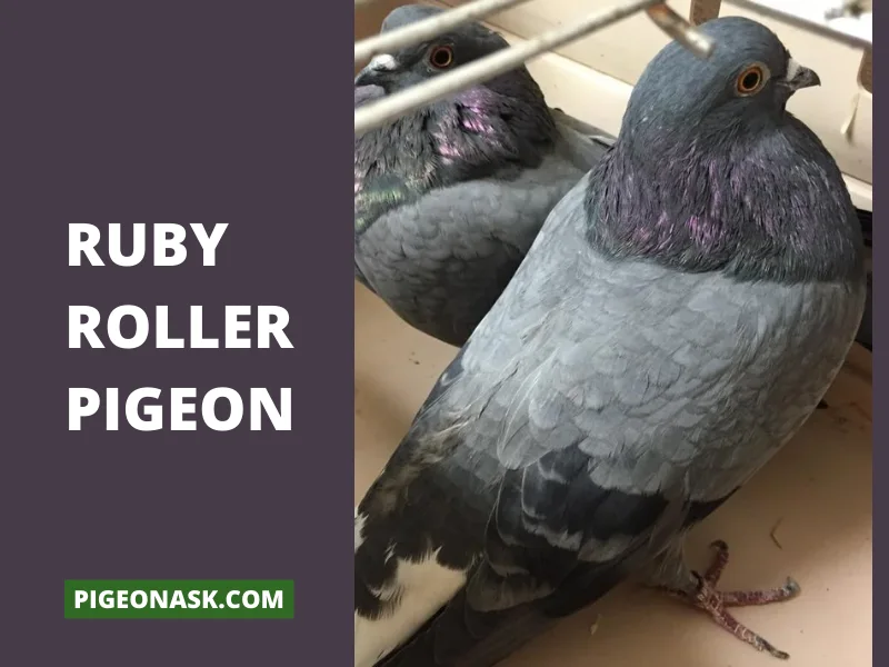 Ruby Roller Pigeon