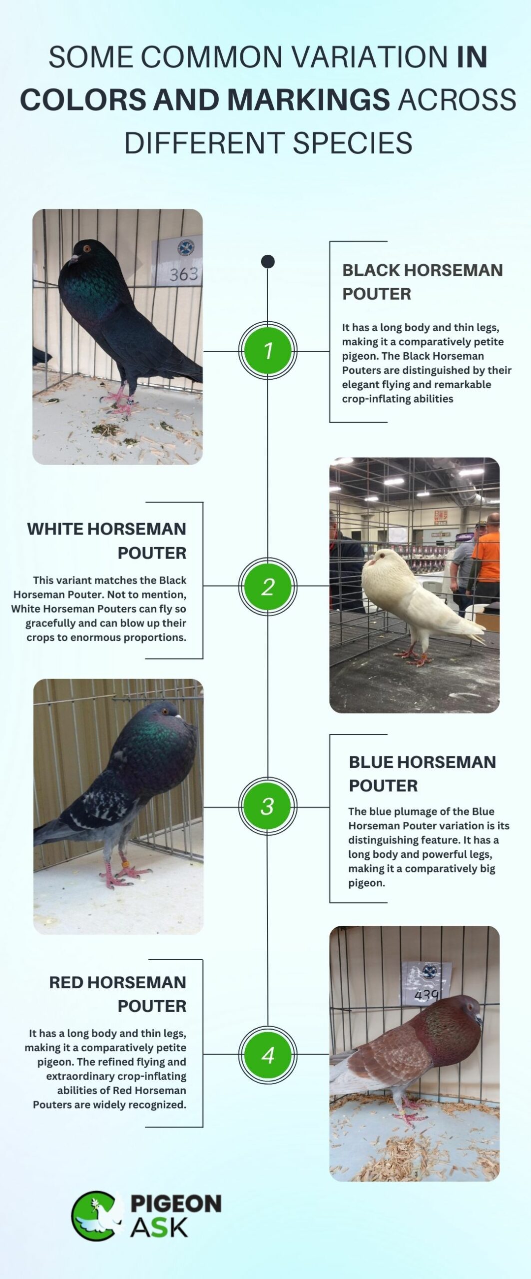 Some Common Variation in Colors and Markings Across Different Species