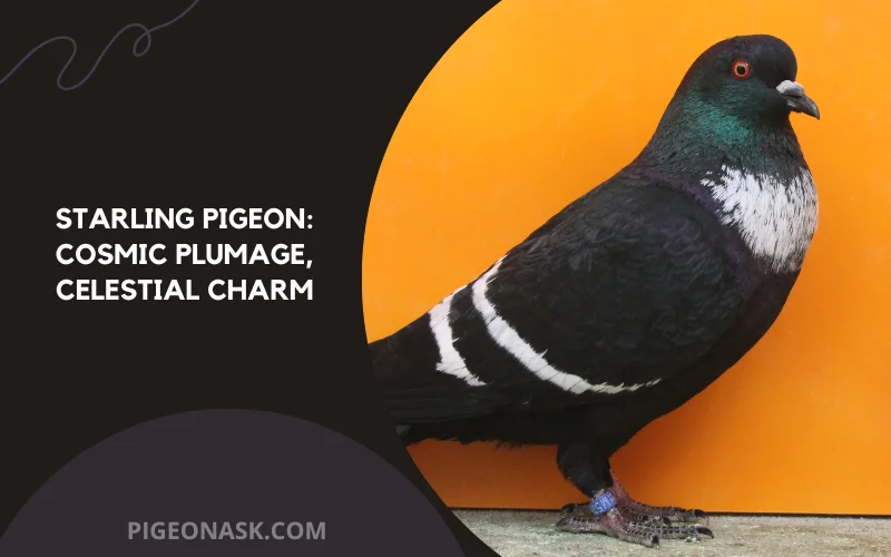 Starling Pigeon