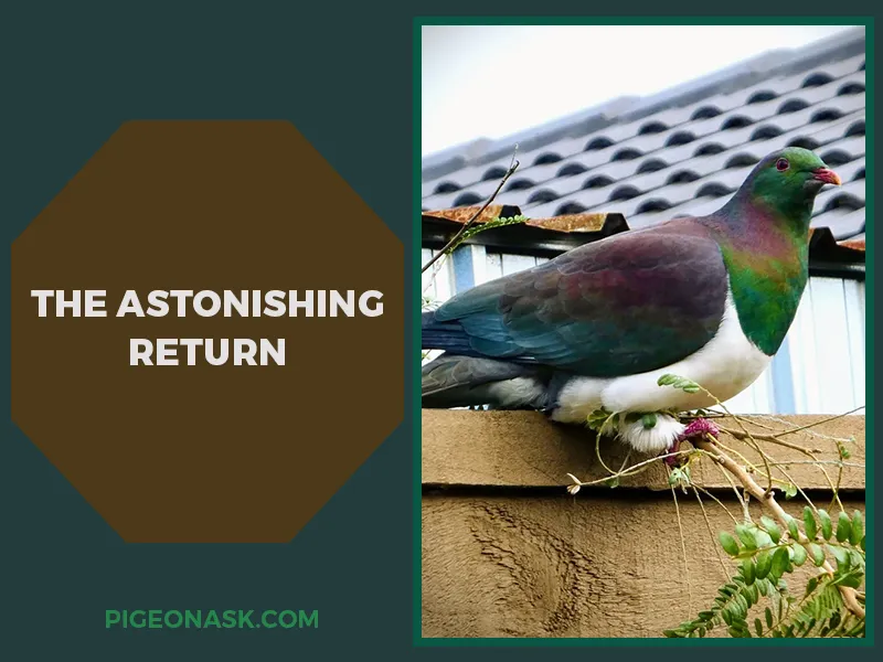 The Astonishing Return – Reappearance of the New Zealand Pigeon