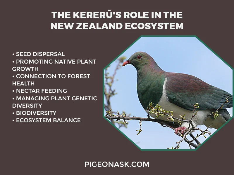 The Kererū_s Role in the New Zealand Ecosystem