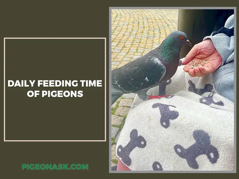What Time of Day Do Pigeons Typically Feed