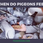 When Do Pigeons Feed?