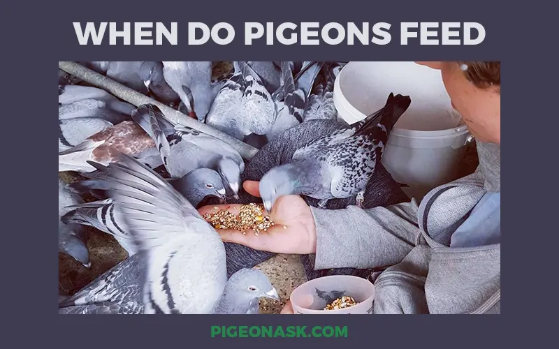 When Do Pigeons Feed?