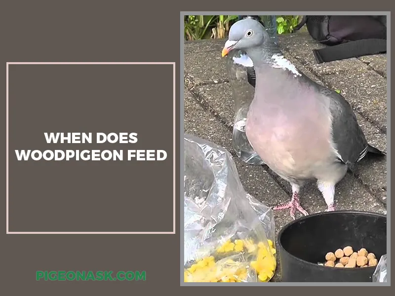 When Does Woodpigeon Feed