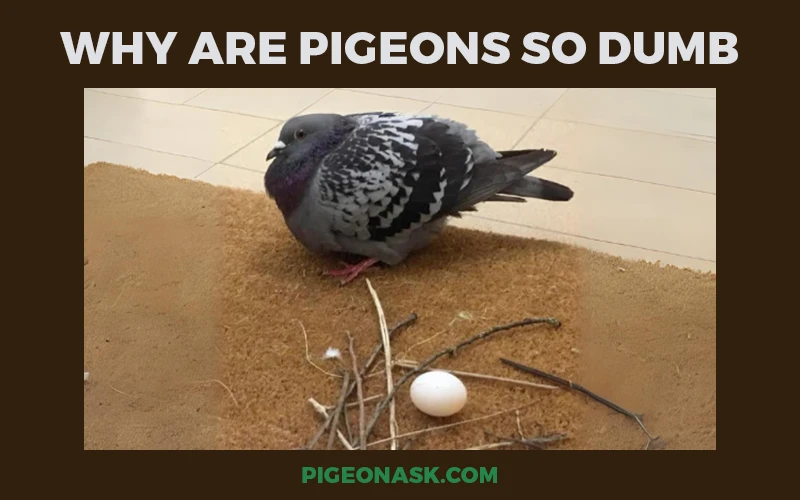 Why Are Pigeons So Dumb?