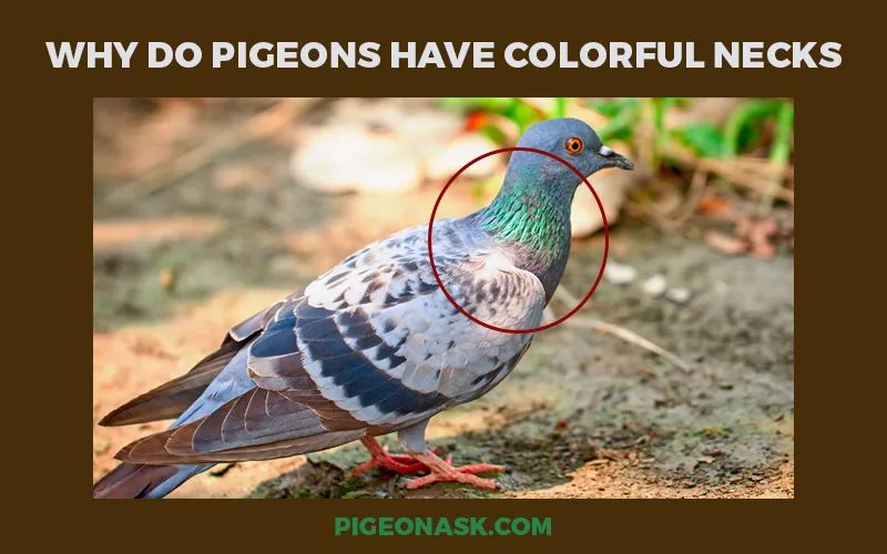 Why Do Pigeons Have Colorful Necks?
