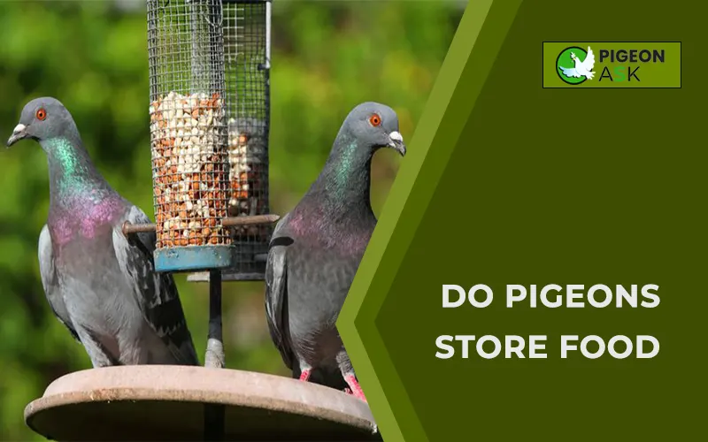 Do Pigeons Store Food