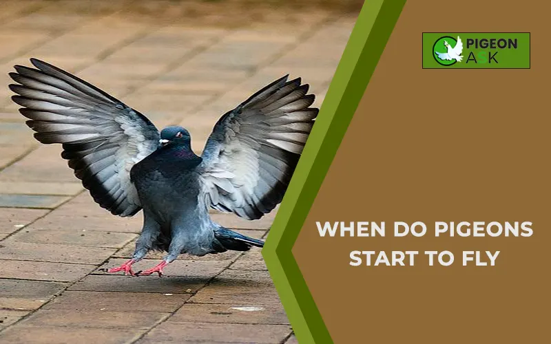 When Do Pigeons Start to Fly?