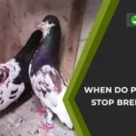 When Do Pigeons Stop Breeding?