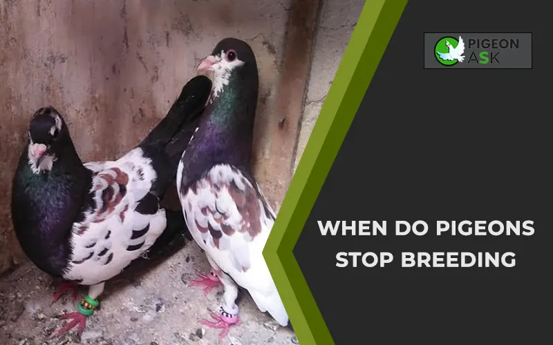 When Do Pigeons Stop Breeding