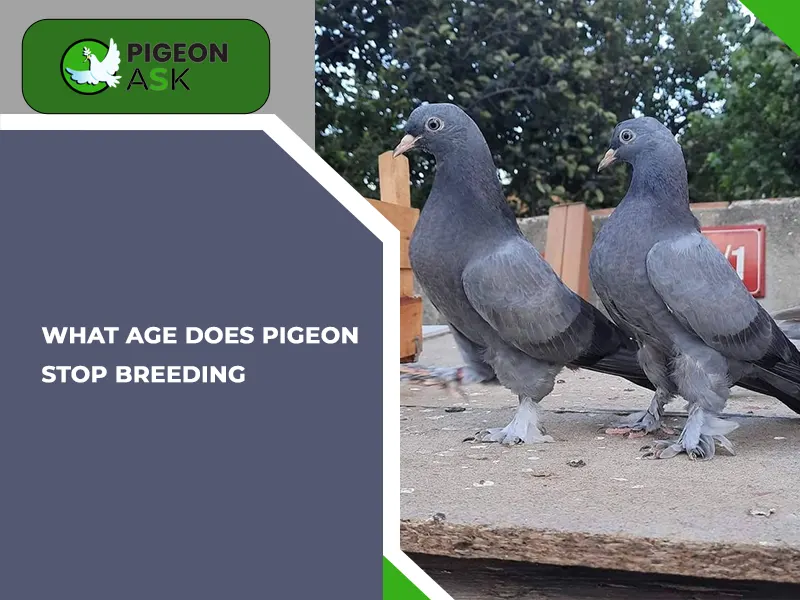 What Age Does a Pigeon Stop Breeding