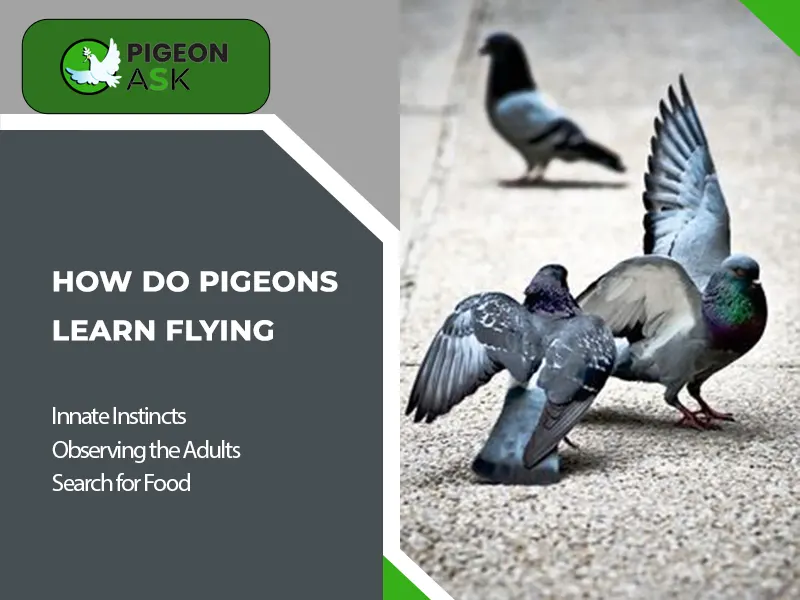 How Do Pigeons Learn Flying
