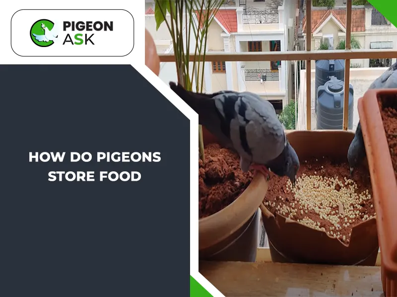 How Do Pigeons Store Food