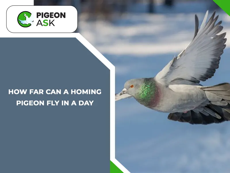How Far Can a Homing Pigeon Fly in a Day