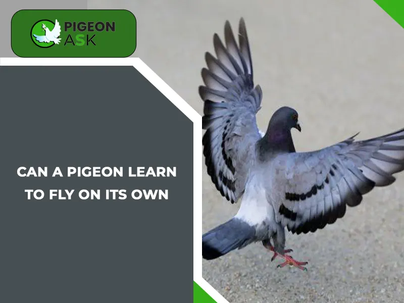 Can a Pigeon Learn to Fly on Its Own