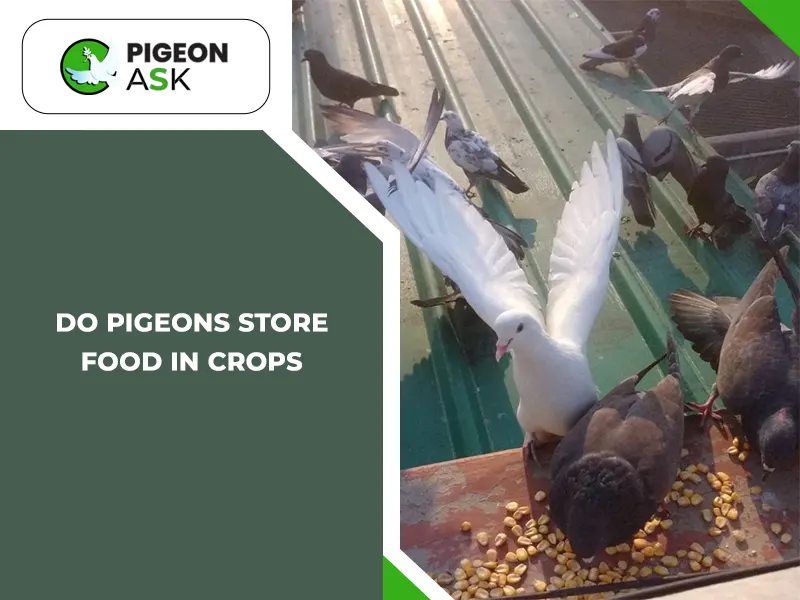 Do Pigeons Store Food in Crops