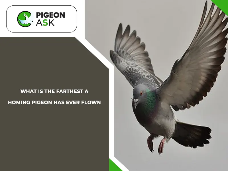What Is the Farthest a Homing Pigeon Has Ever Flown