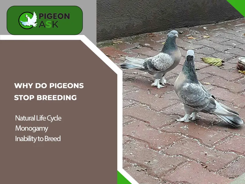 Why Do Pigeons Stop Breeding
