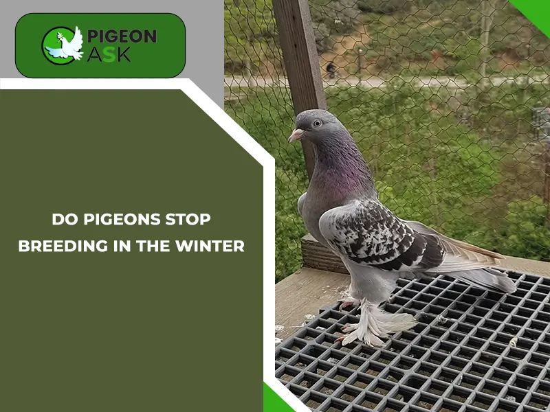 Do Pigeons Stop Breeding in the Winter