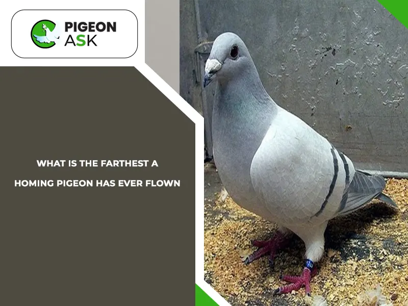 Factors that Influence the Distance Covered by Homing Pigeons