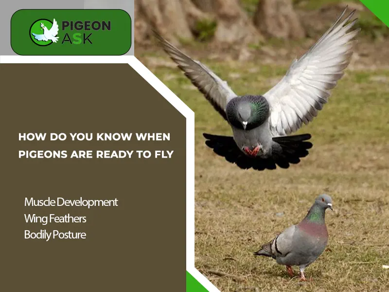 How Do You Know When Pigeons Are Ready to Fly