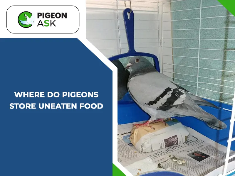 Where Do Pigeons Store Uneaten Food