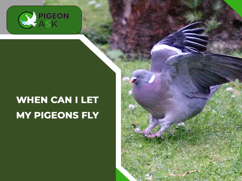 When Can I Let My Pigeons Fly