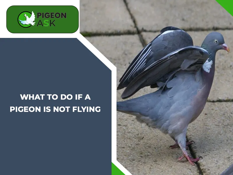 What to Do If a Pigeon Is Not Flying