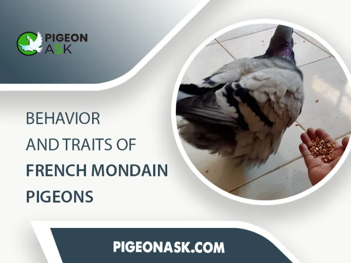 Behavior and Traits of French Mondain Pigeons