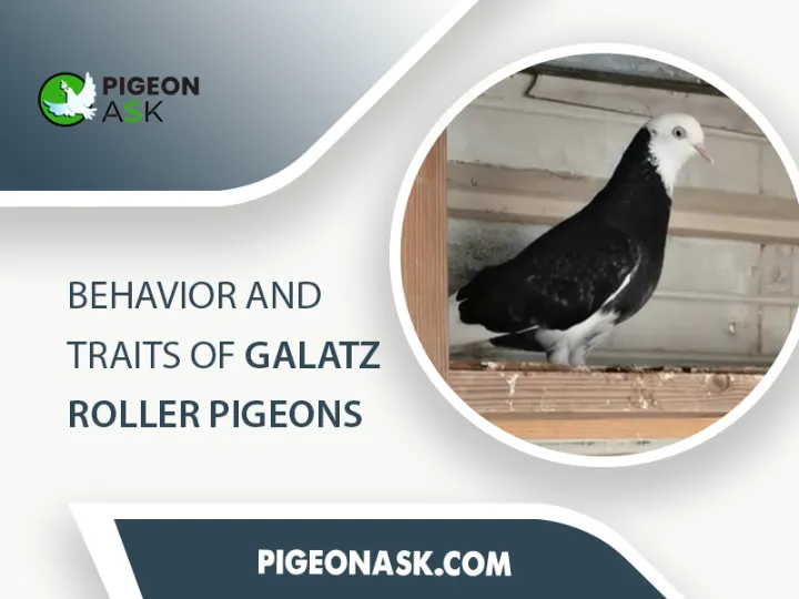 Behavior and Traits of Galatz Roller Pigeons